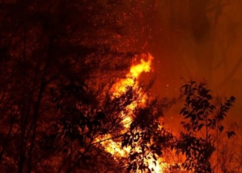 حريق الغابات