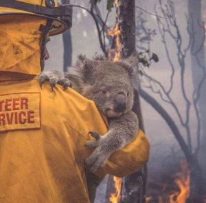 حريق الغابات الأسترالية