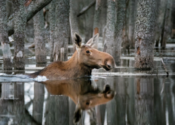 العائم في الغابة، للمصور دميتري فيليونوف، الفائز في مسابقة الحياة البرية في روسيا