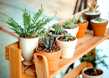 أفضل طريقة لحماية النباتات المنزلية من الموت في الشتاء