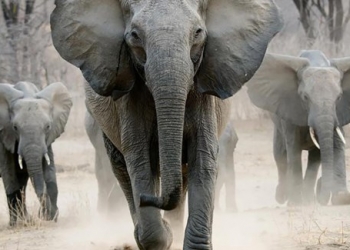 الفيل الأفريقي