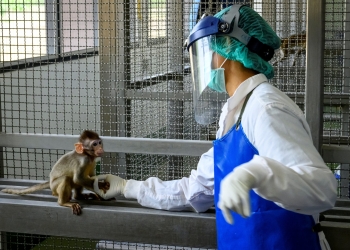 دراسة: القردة يمكنها المساهمة في اكتشاف علاج كورونا