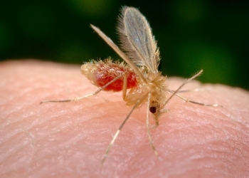 احذر.. مرض جلدي بسبب حشرة يؤدي إلى الموت