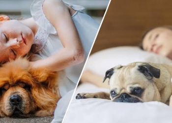 أحدث علاج نفسي.. دراسة: النوم بجوار الكلاب له فوائد مذهلة
