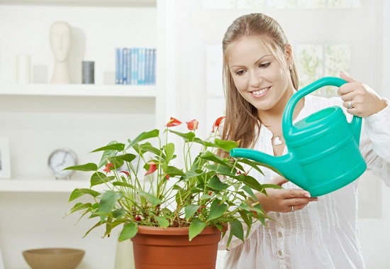 الثالثة أغربها.. 12 فائدة صحية غير متوقعة للنباتات المنزلية ستدهشك