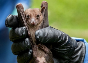 مفاجأة.. خفاش يحير العلماء بحمله فيروس يطابق "كوفيد 19" بنسبة 95%!