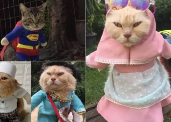 أزياء قطط
