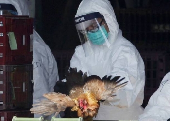إنفلونزا الطيور ينتشر بسرعة في اليابان وكوريا الجنوبية