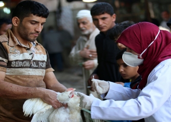 أنفلونزا الطيور في العراق