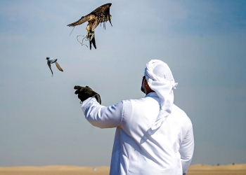 الإمارات الوجهة السياحية الأولى في العالم لعشاق صيد الصقور