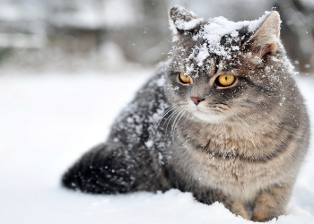 شاهد.. قطة تنجو بأعجوبة بعد سقوطها على شرفة مغطاة بالثلوج