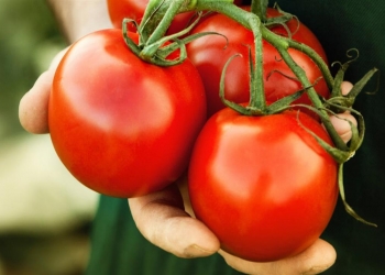 احذروا الافراط في تناول الطماطم..قد تسبب السرطان