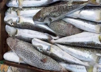 تحذير من سمكة قاتلة في مصر