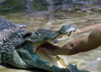 حادثة مؤلمة..تمساح يلتهم طفل وهو يلعب قرب النهر أمام والده
