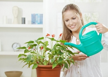 الثالثة أغربها.. 12 فائدة صحية غير متوقعة للنباتات المنزلية ستدهشك