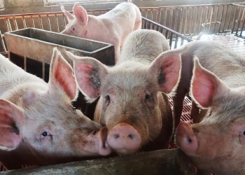 مرض حمى الخنازير ينتشر في الصين