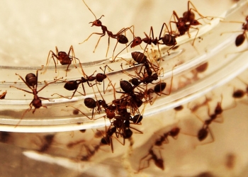 ظهور النمل بكثرة في المنزل.. إليك أهم أسبابه