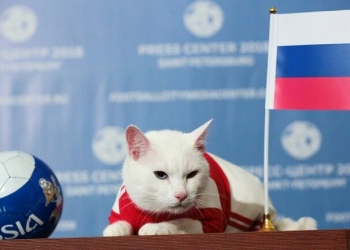 قط روسي