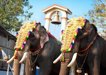 فيل في عرس الهند
