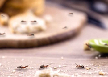 حماية الطعام من النمل