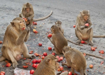 حقيقة هجوم القردة على حدائق الأهرام