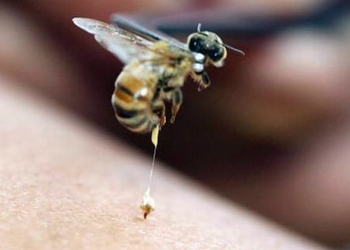 بالفيديو.. سرب من النحل يهاجم شرطياً أمريكياً