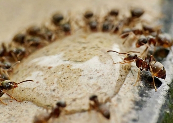 إبعاد النمل عن المنزل