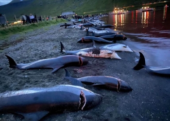 مجزرة تُثير انتقادات كبيرة.. قتل أكثر من 1400 دلفين في يوم بجزر فارو