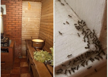 النمل في حمام البيت