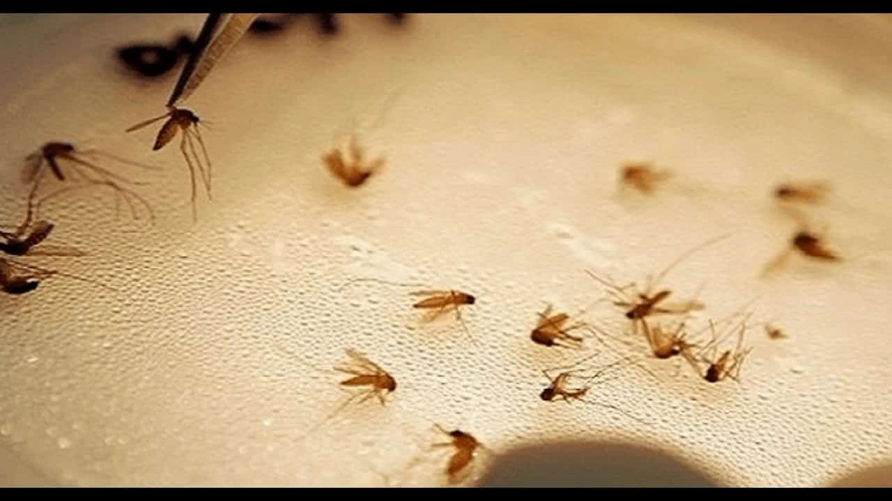 وصفات تخلصك الناموس والنمل والحشرات الطائرة