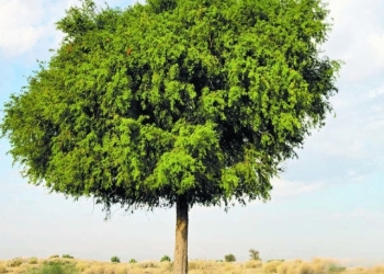 أبوظبي.. البيئة تذكر بغرامة قطع الأشجار البرية المحلية لأغراض التجارة
