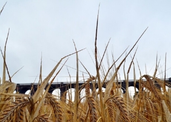 الولايات المتحدة تناشد الهند العودة عن قرارها حول القمح