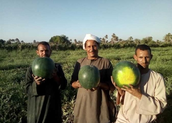 مصر.. وزارة الزارعة تكشف حقيقة انتشار بطيخ وخوخ مسرطن