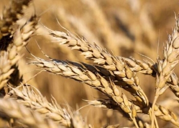 أستراليا تستعد لإنتاج قياسي من القمح