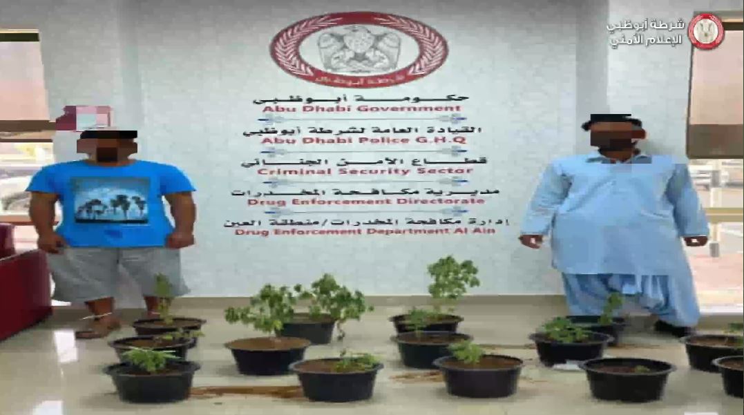 شرطة أبوظبي تضبط آسيويين زرعا 14 نبتة ماريجوانا في مزرعة كفيلهم