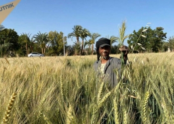 وزارة التموين المصرية: احتياطي القمح في البلاد يكفي لسبعة أشهر