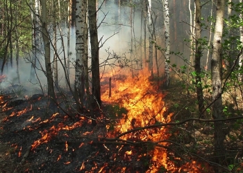 إخماد عشرات الحرائق في غابات روسيا خلال يوم