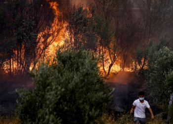 اندلاع حريق غابات في أحد المنتجعات التركية