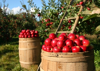 تخزين التفاح