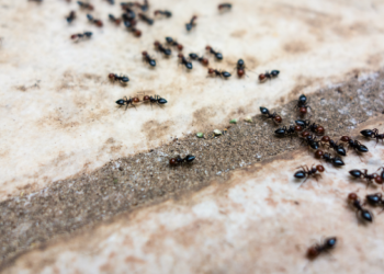 حقائق عن ظهور النمل في البيت بكثرة