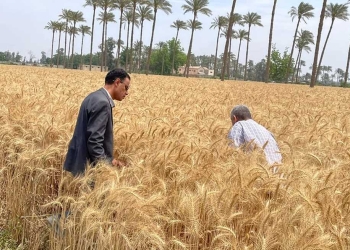 مصر.. احتياطيات القمح والسكر تكفي لعدة أشهر