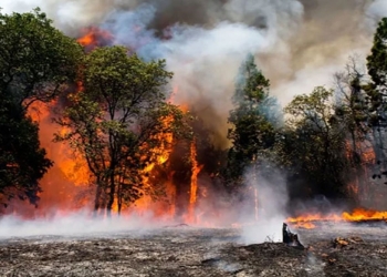 الحرائق تجتاح آلاف الهكتارات في الأرجنتين