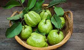 كيفية استخدام ورق الجوافة للكحة وعلاج الأمراض الأخرى