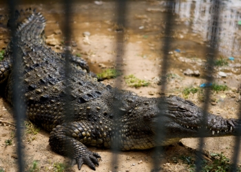 A crocodile is seen inside an enclosure at NAMA Zoo in Gaza June 1, 2023. REUTERS/Mohammed Salem