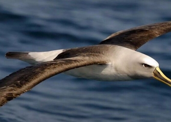 العثور على طائر من نصف الكرة الجنوبي في القطب الشمالي.. ما القصة؟