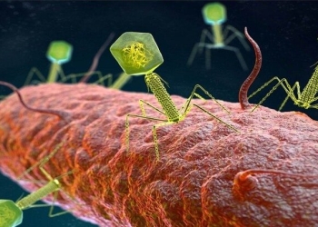 العلماء يكتشفون فيروساً يأكل البكتيريا الضارة بالنسبة للبشر