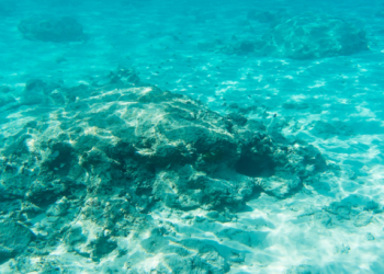 مختبئًا بقاع البحر.. العلماء يكتشفون نظامًا بيئيًا جديدًا بالكامل