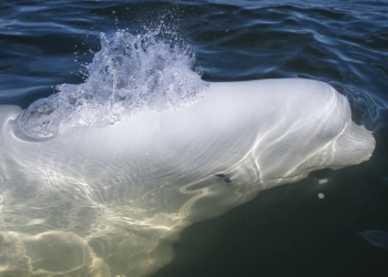 بالفيديو.. إنقاذ مجموعة من أكثر الحيتان ندرة على مستوى العالم