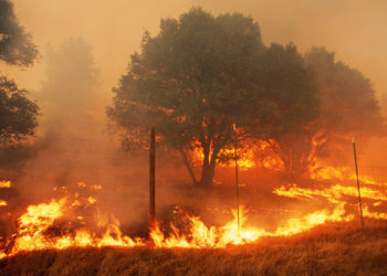 ما علاقة تغير المناخ بحرائق الغابات على مستوى العالم؟