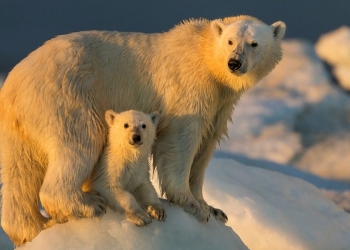 ما علاقة انبعاثات الكربون بتراجع أعداد الدببة القطبية؟.. دراسة تجيب